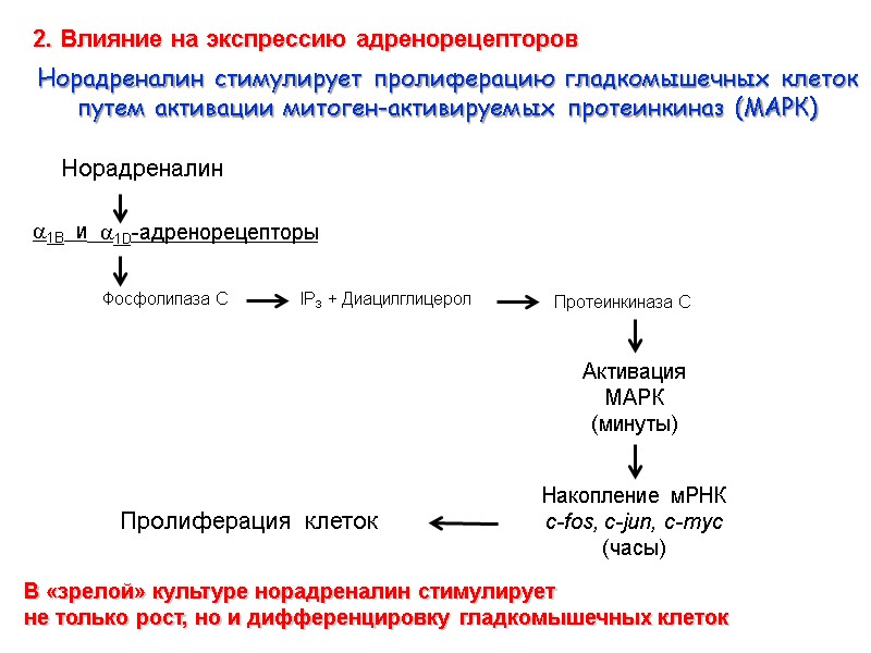 Норадреналин Фосфолипаза С IP3 + Диацилглицерол Протеинкиназа С Пролиферация  клеток Активация  МАРК
